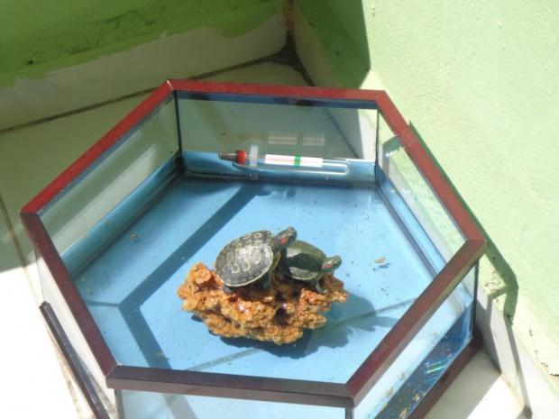 Su Kaplumbağasının Evde Bakımı