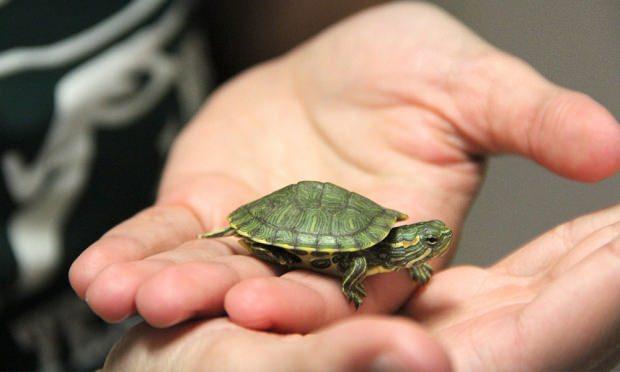 Su Kaplumbağası Bakımı İpuçları